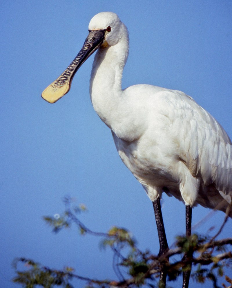Platalea leucorodia