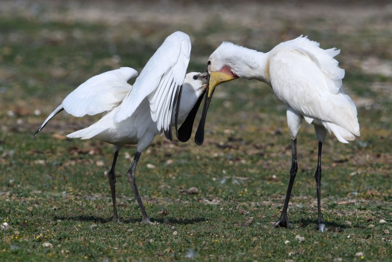 Малая колпица Platalea Minor