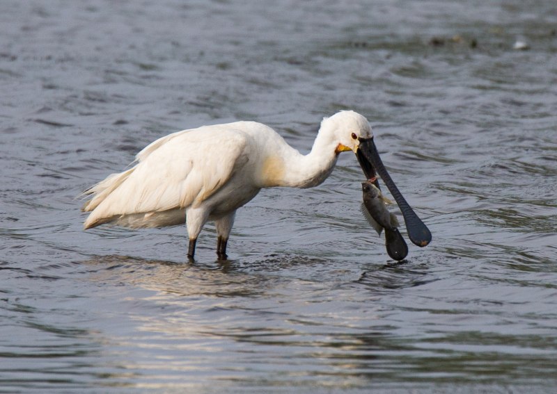 32. Колпица (Platalea leucorodia)