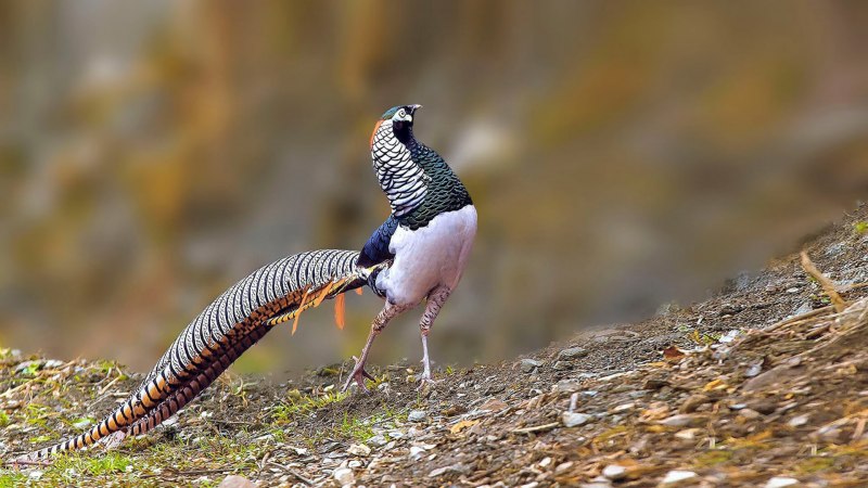 Chrysolophus amherstiae