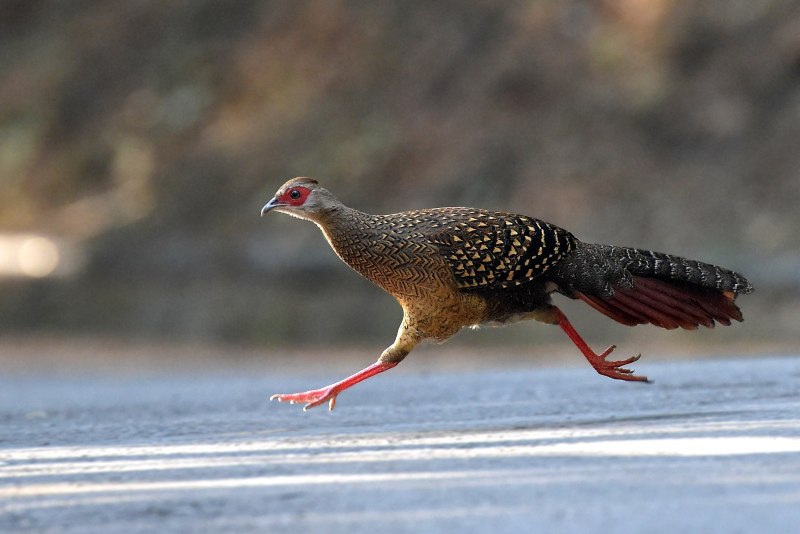 Swinhoe's Pheasant