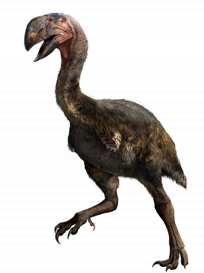 Archaeopteryx lithographica
