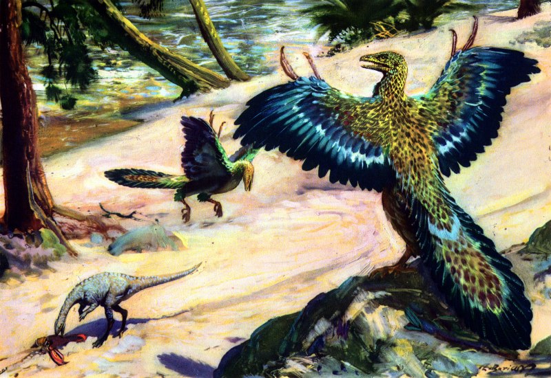 Archaeopteryx lithographica