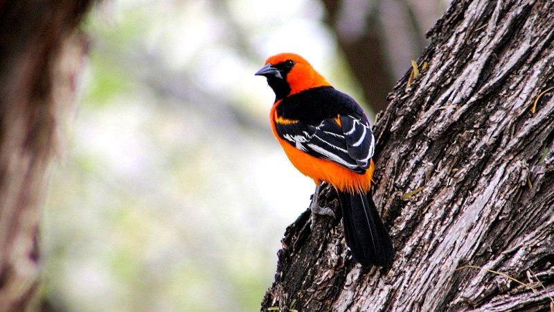 Altamira Oriole