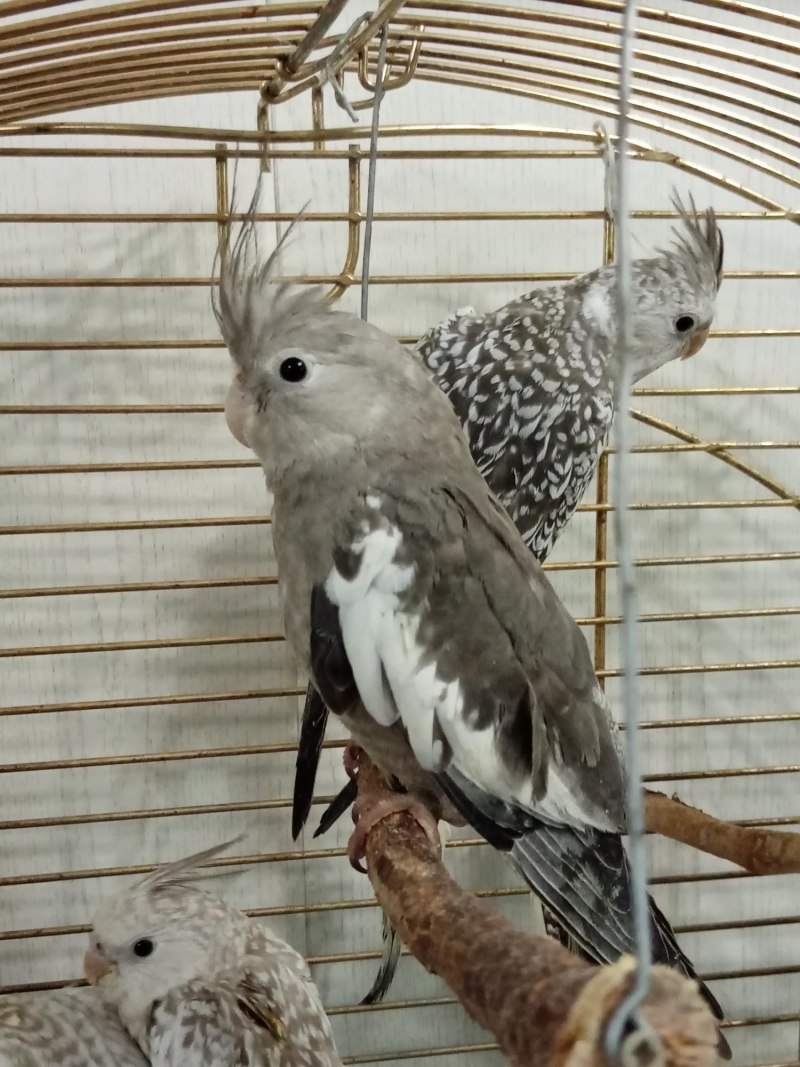 Корелла безщекая