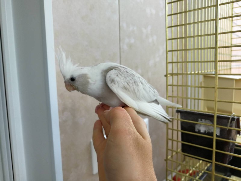 Корелла безщекая