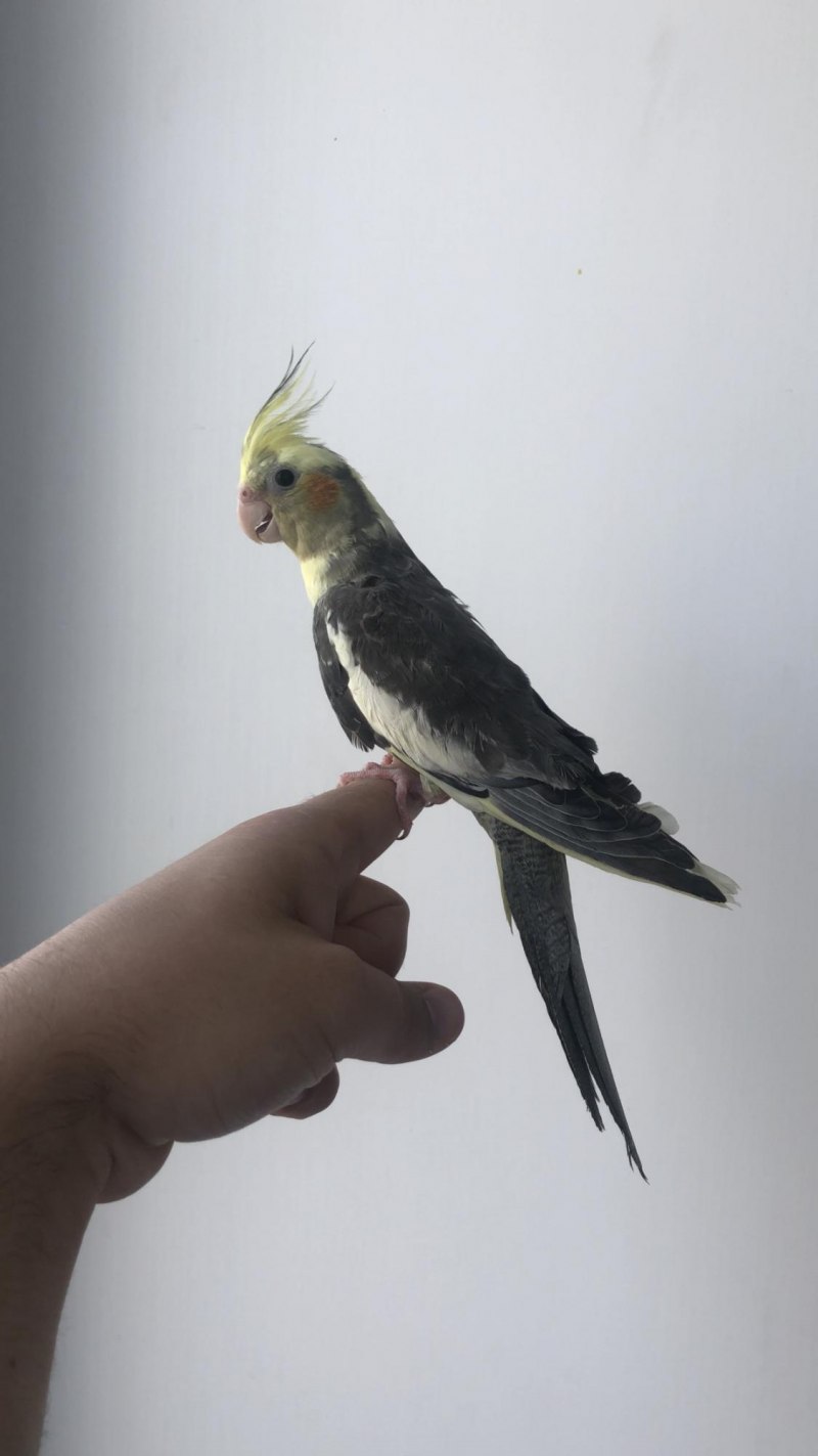 Hansa 6470 Cockatiel