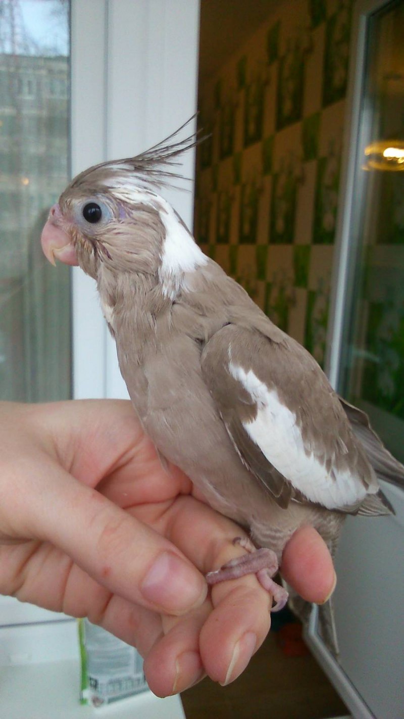 Корелла белощекая