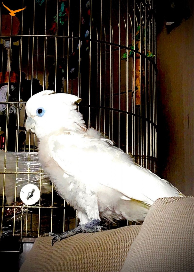 Lutino Cockatiel