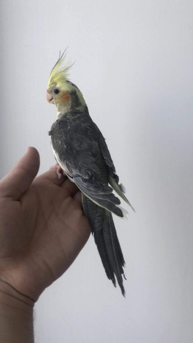 Корелла пятнистая