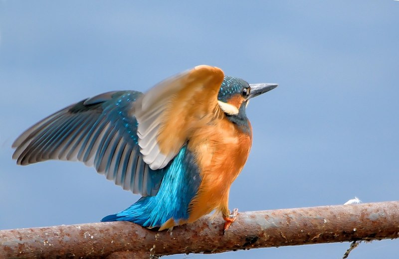 Jay Сойка