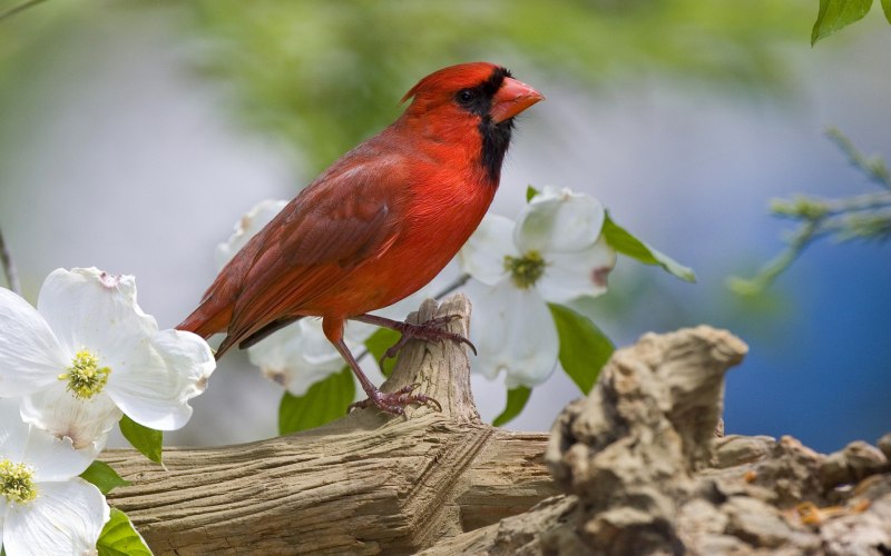 Природа птицы