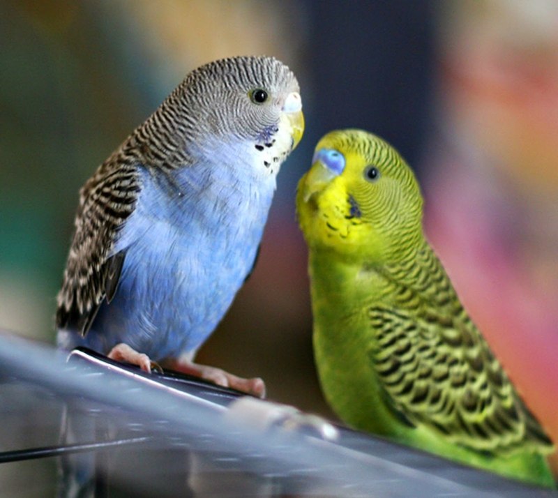 Parrot Budgie Green Yellow