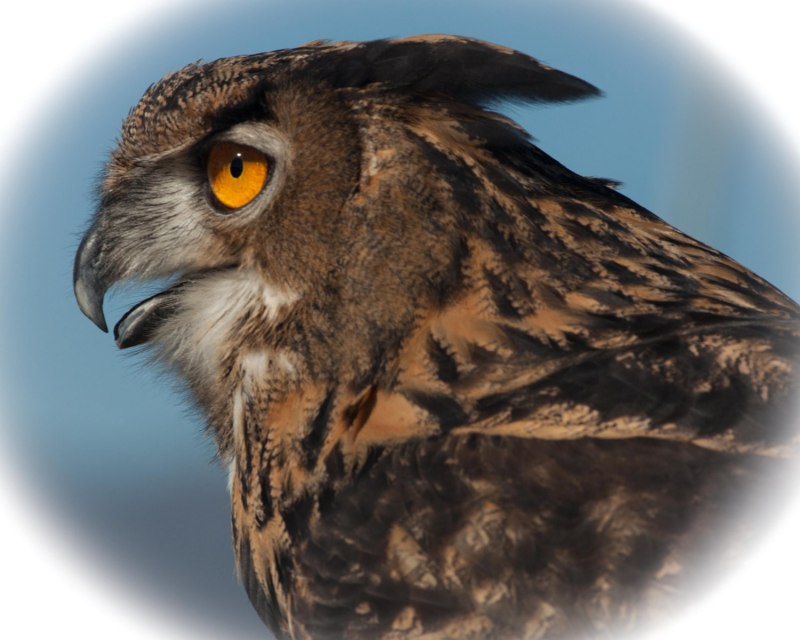 Eurasian Eagle Owl Prey