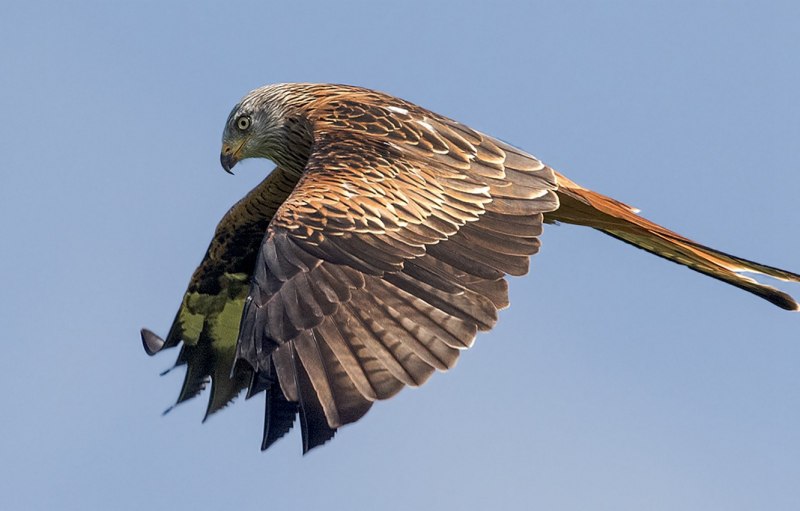 Красный Коршун Milvus Milvus
