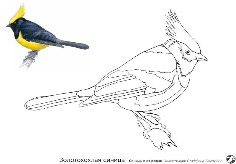 Синица с белой грудкой
