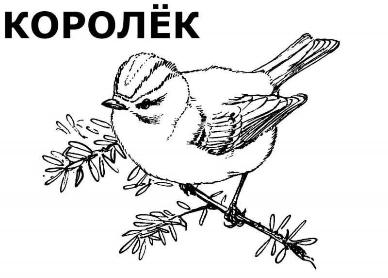 Синичка на ветке раскраска для детей