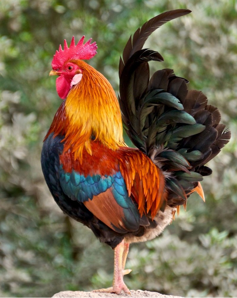 Лоншанский петух