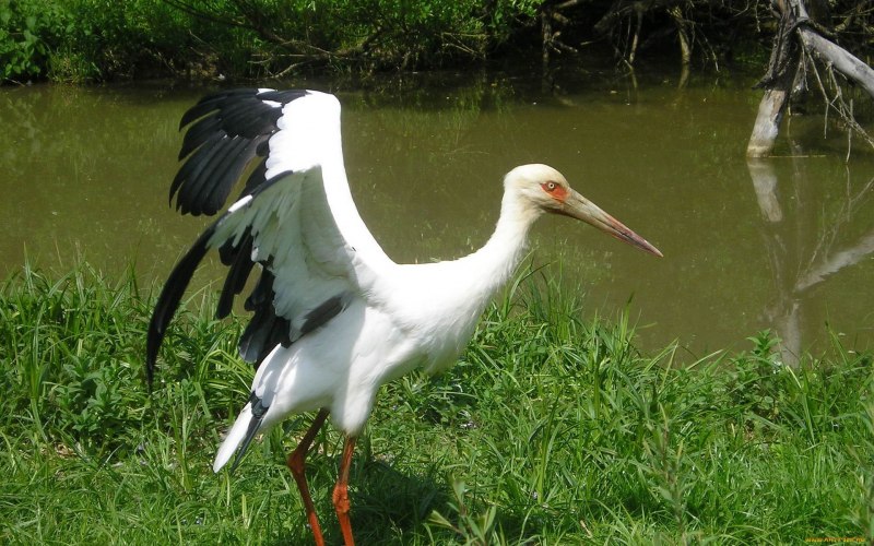 Grey crowned Crane