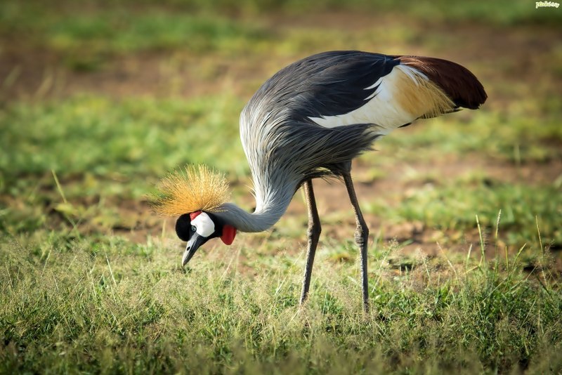 Серый журавль (Grus Grus (l.)