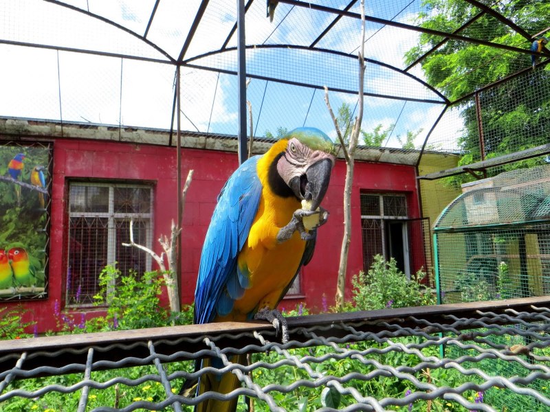 Уникальная птица из парка Шкарет