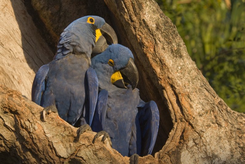Попугай ара (Macaw Parrot)? Дизайнер Manuel Sirgo.
