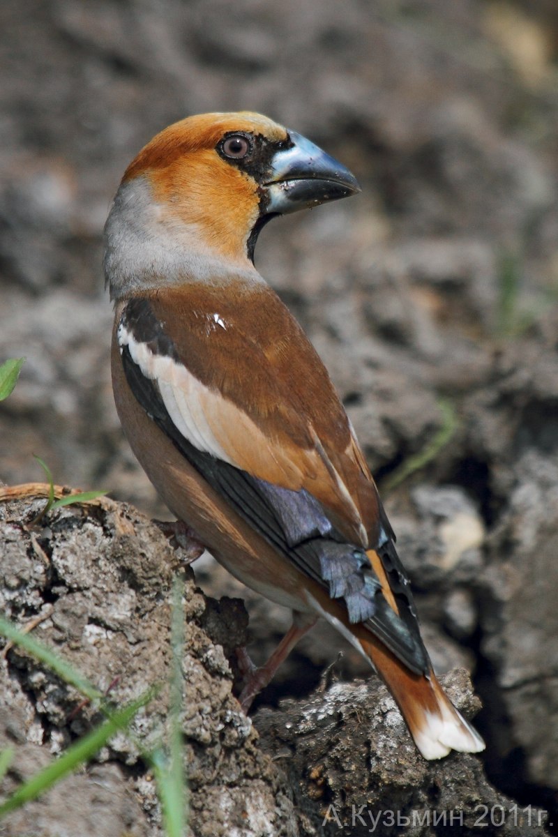 Дубонос coccothraustes coccothraustes