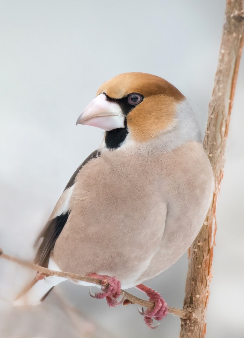 Дубонос coccothraustes coccothraustes