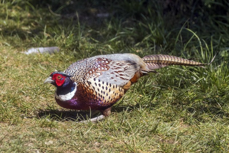 Предкавказский фазан (Phasianus colchicus septentrionalis)