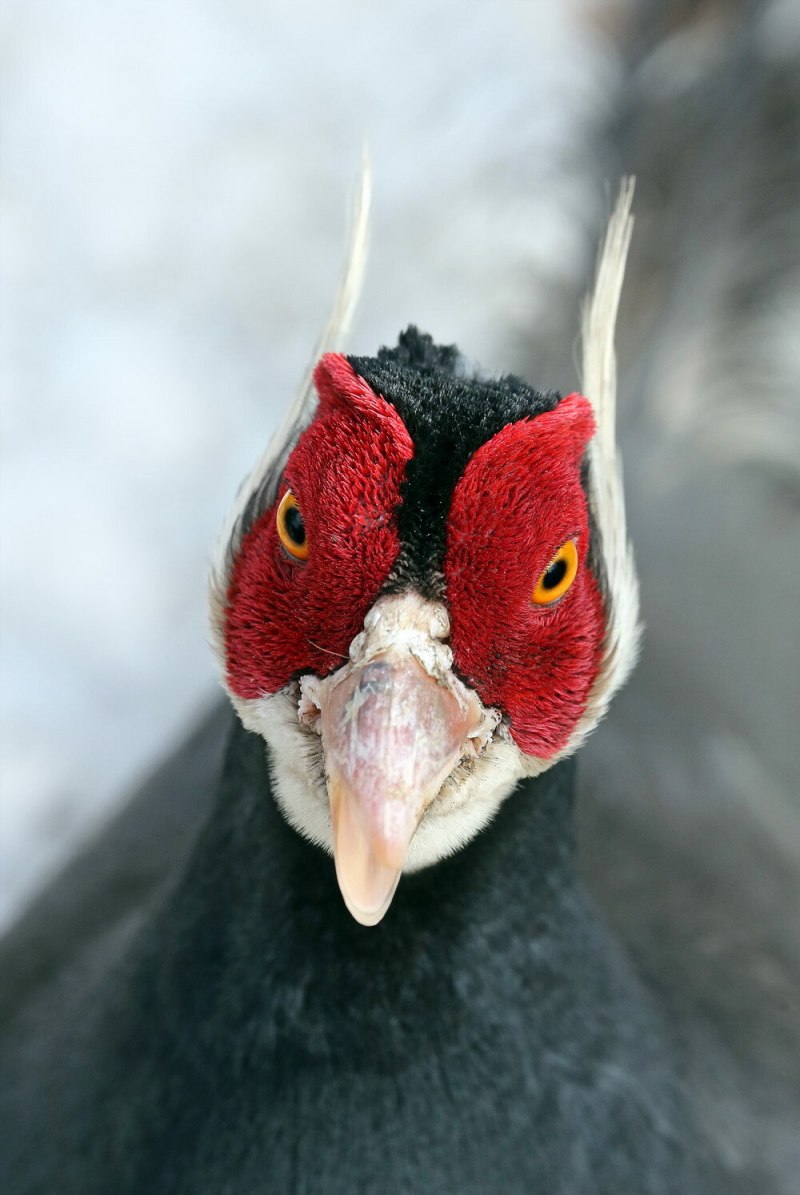 Brown eared Pheasant