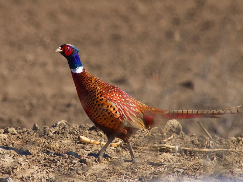 Blue Pheasant