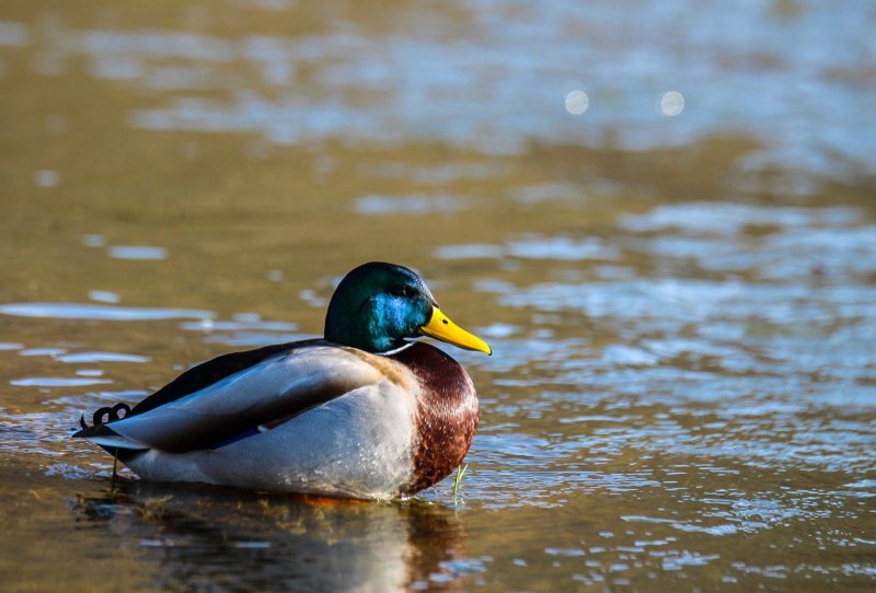 Duck fin
