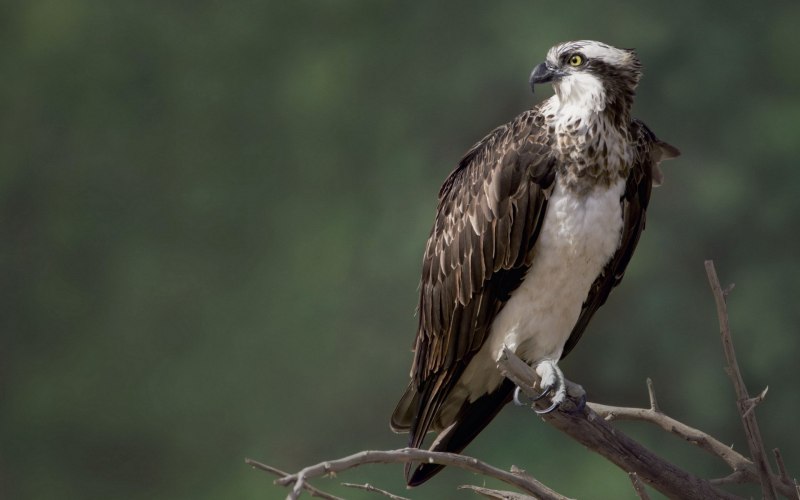 Скопа (Pandion haliaetus)