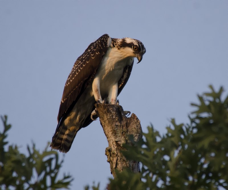 Скопа (Pandion haliaetus)
