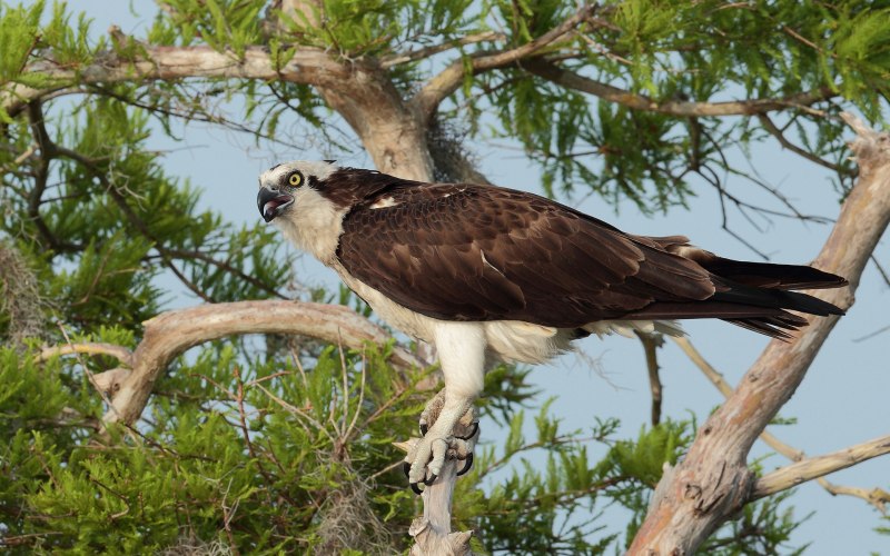 Pandion haliaetus
