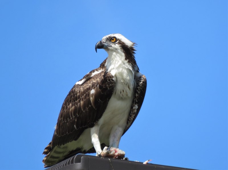 Скопа (Pandion haliaetus (l.)
