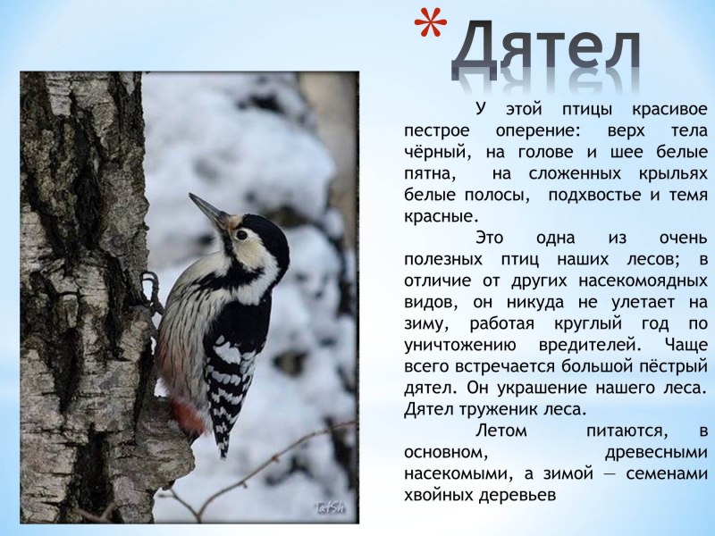 Сообщение о птицах