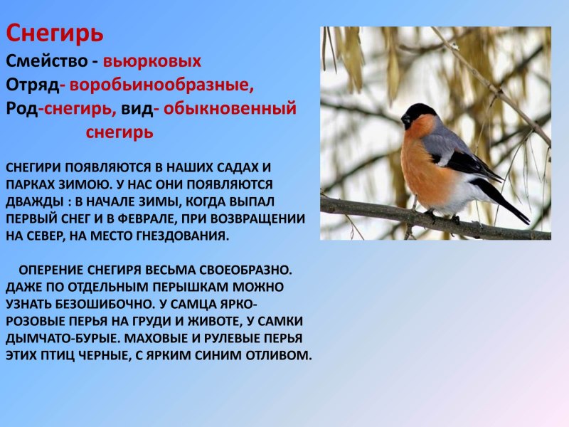 Презентация зимующие птицы