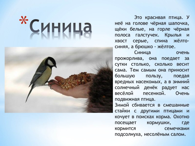 Зимующие птицы с описанием