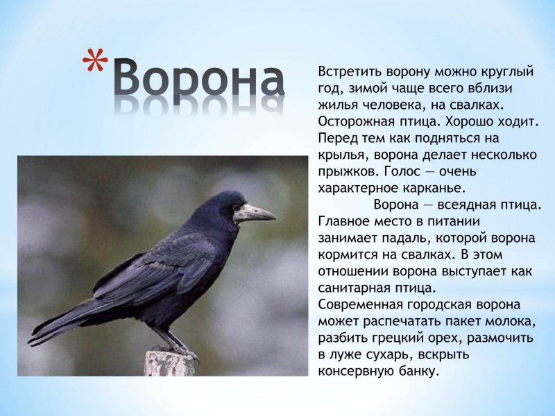 Кормсиничек для дошкольников