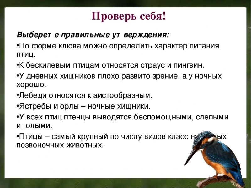 Снегирь зимующая или Перелетная