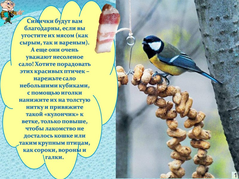 Класс птицы 7 класс