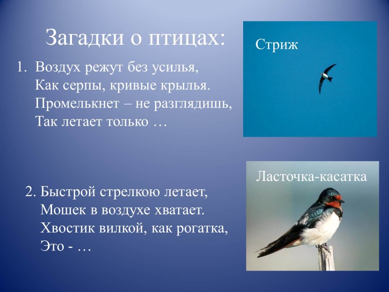 Стихи и загадки про птиц