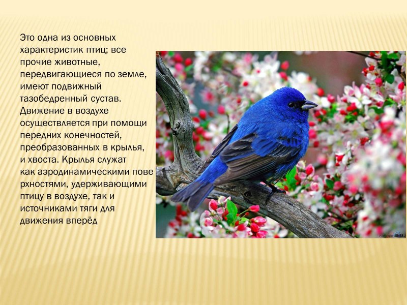 Птицы зимующие в городе