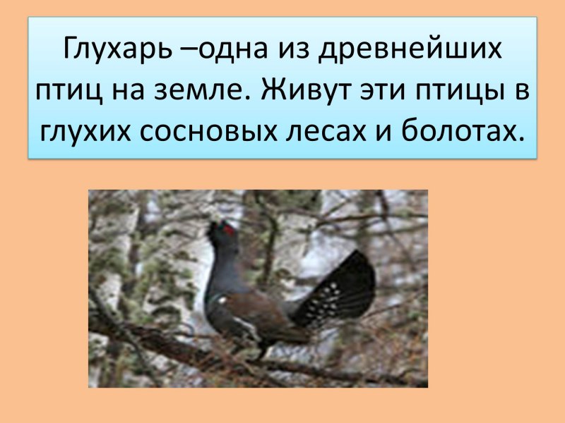 Международный день птиц для детей