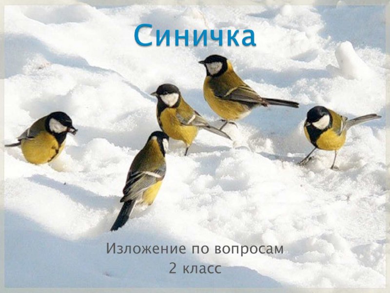 Колибри интересные факты для детей