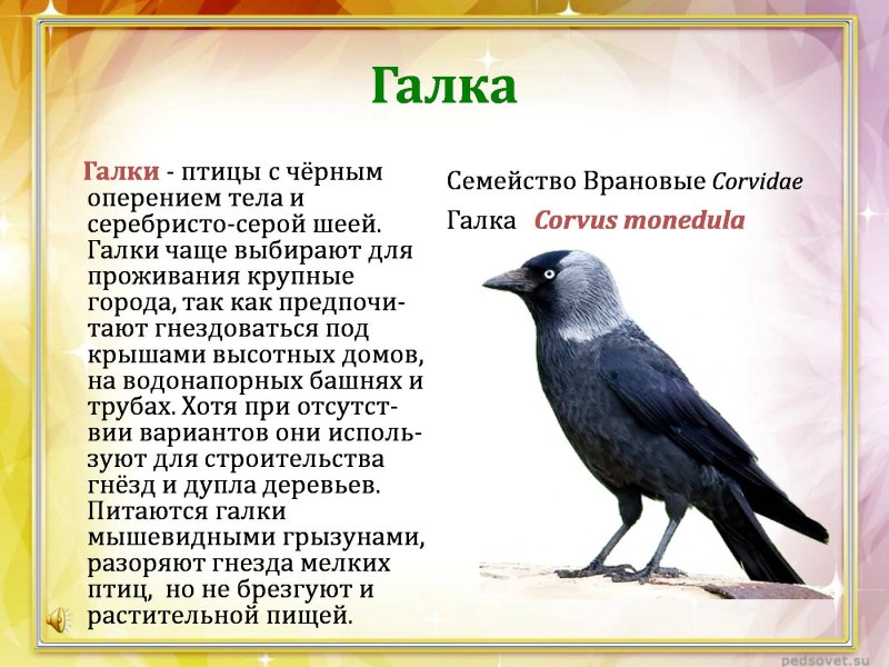 Птицы называют сами себя