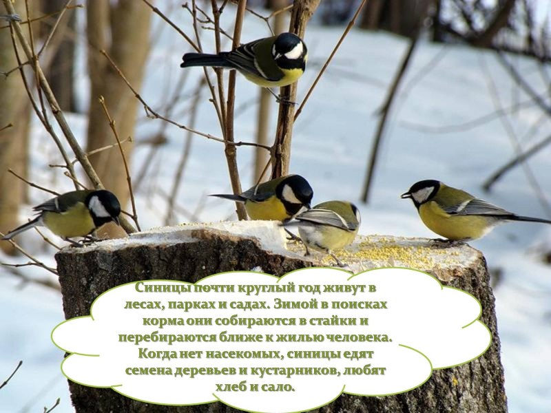 Птицы домашние и Дикие презентация