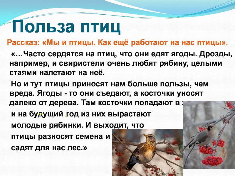 Всемирный день птиц