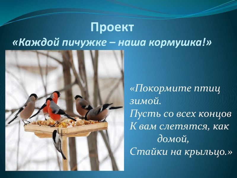 «Голубые сойки»